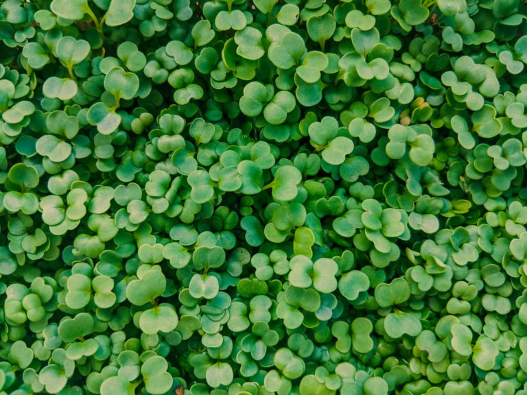 Tiny but Mighty: The Surprising Benefits of Microgreens